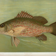 Illustration for article titled Fishes of North America That are Captured on Hook and Line